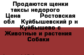 Продаются щенки таксы недорого!!  › Цена ­ 250 - Ростовская обл., Куйбышевский р-н, Куйбышево с. Животные и растения » Собаки   